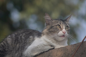 Obraz premium El gato está asustado