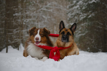 Concept pets look like people. Australian and German Shepherd best friends. Two dogs wrapped in warm red knitted scarf, lying on snow in park together. Taking care of pets in winter.