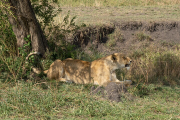 A Lioness in Tanzania