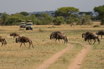 Naklejka na ściany i meble Safari in Tanzania - Wildebeest Crossing