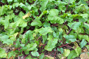 Table red beets grow in open organic soil