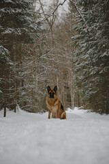 Beautiful smart dog on walk in park. German shepherd sits in snowy winter forest. Full-length portrait. One of the smartest dog breeds in the world in nature.