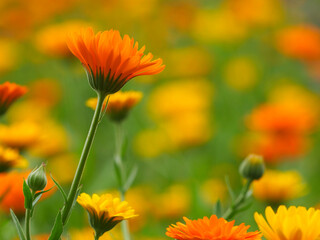 Heilpflanzen im Garten
