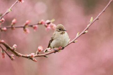 A peach orchard in bloom. On the branch of a tree with pink buds sits a cute gray bird.