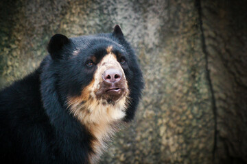 Portrait of an Andean bear in a zoo