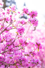 Bush of many delicate vivid pink flowers of azalea or Rhododendron plant in a sunny spring garden.Japanese pink Azalea flowers . Full in bloom in may. Season of flowering azaleas at botanical garden