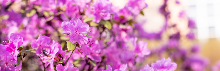 Bush of many delicate vivid pink flowers of azalea or Rhododendron plant in a sunny spring garden.Japanese pink Azalea flowers . Full in bloom in may. Season of flowering azaleas at botanical garden