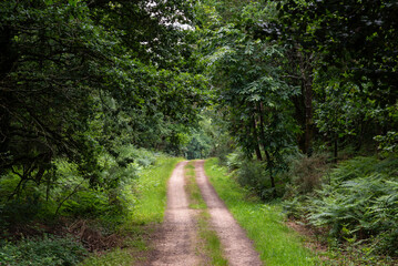 Path in the forest. Bretagne, France