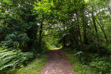 Fototapeta na wymiar Path in the forest. Bretagne, France