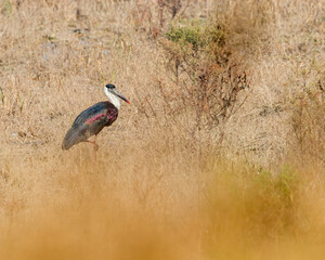 A Woolly necked stork in a field