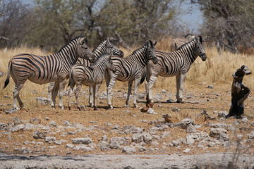 Fototapeta na wymiar Burchell's Zebra (Equus burchellii) in Etosha National Park, Namibia
