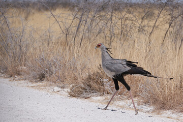 Secretarybird (Sagittarius serpentarius) walking across a gravel track in Etosha National Park,...