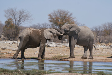 African Elephant (Loxodonta africana) sparring against each other at a waterhole in Etosha National Park, Namibia