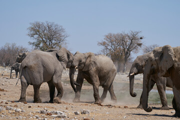 African Elephant (Loxodonta africana) sparring against each other at a waterhole in Etosha National Park, Namibia