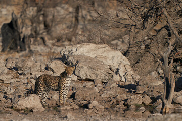 Leopard (Panthera pardus) at a waterhole in Etosha National Park, Namibia