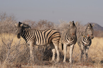 Obraz na płótnie Canvas Burchell's Zebra (Equus burchellii) in Etosha National Park, Namibia