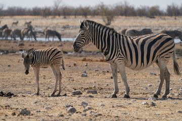 Fototapeta na wymiar Burchell's Zebra (Equus burchellii) at a waterhole in Etosha National Park, Namibia