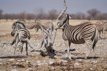 Obraz premium Burchell's Zebra (Equus burchellii) at a waterhole in Etosha National Park, Namibia
