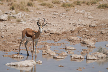Springok (Antidorcas marsupialis) at a waterhole in Etosha National Park, Namibia     