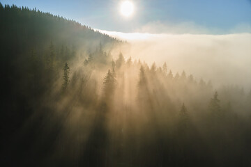 Aerial view of bright foggy morning over dark mountain forest trees at autumn sunrise. Beautiful scenery of wild woodland at dawn
