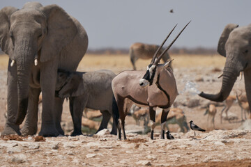 Gemsbok (Oryx gazella) at a waterhole crowded with elephant and other animals in Etosha National...