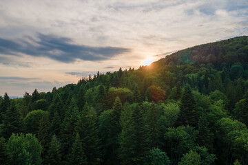 Fototapeta premium Aerial view of green pine forest with dark spruce trees covering mountain hills at sunset. Nothern woodland scenery from above