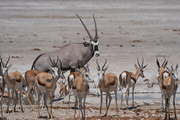 Gemsbok (Oryx gazella) surrounded by antelope at a waterhole in Etosha National Park, Namibia 