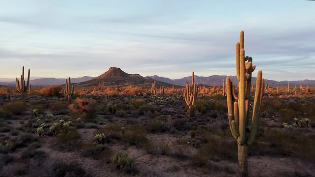 Dusk Time Over A Sonoran Desert Landscape In Arizona