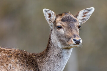 Portrait einer Hirschkuh
