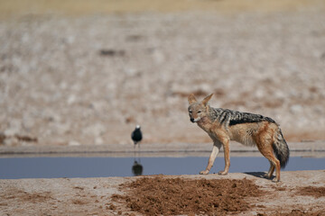 Fototapeta na wymiar Black-backed Jackal (Canis mesomelas) approaching a waterhole in Etosha National Park, Namibia