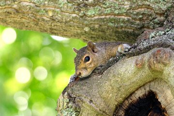 Beautiful wild gray squirrel hiding on tree in summer town park