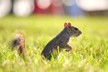 Curious beautiful wild gray squirrel looking up on green grass in summer town park