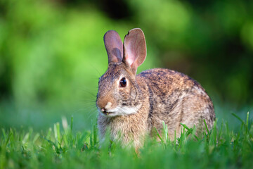 Grey small hare eating grass on summer field. Wild rabbit in nature