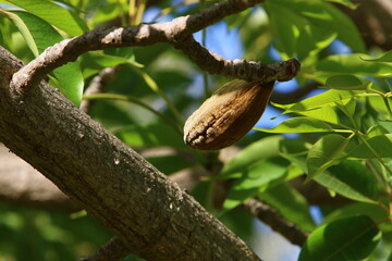 Brachychiton grows in a city park in northern Israel.