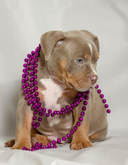 Beautiful beaded american bully puppy on a white background.