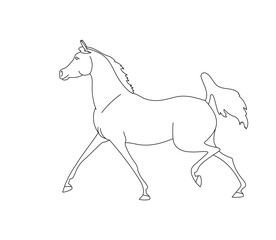 Beautiful Arabian horse is moving forward, vector outline for coloring book