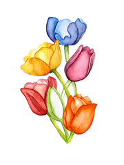 Bouquet of watercolor tulips for spring theme. - 561611398