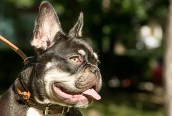 Beautiful french bulldog puppy with an expressive look.
