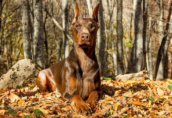 Beautiful Doberman dog breed in the autumn forest.