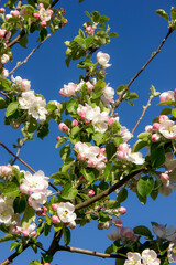 Blooming wild apple tree on a sunny spring day.