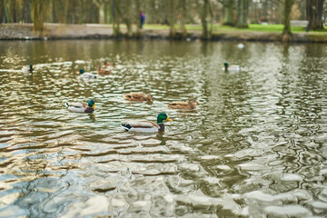Ducks swim on the lake of the city of Zelenogradsk.