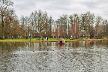 Ducks swim on the lake of the city of Zelenogradsk.