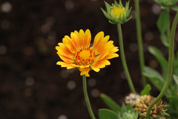 An Indian Blanket bloom of the variety called  Oranges And Lemons, Gaillardia x grandiflora. In a Chicago, Illoinois, USA suburban garden.