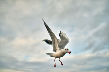 Seagulls fly on the Baltic Sea in winter. Catching food for the summer.