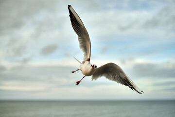 Seagulls fly on the Baltic Sea in winter. Catching food for the summer.
