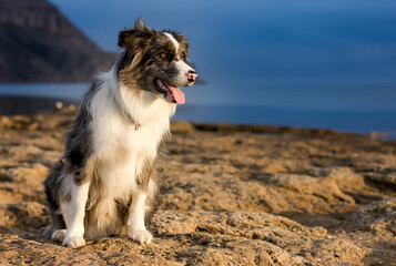 Dog breed Border Collie on the seashore against the backdrop of the mountains.
