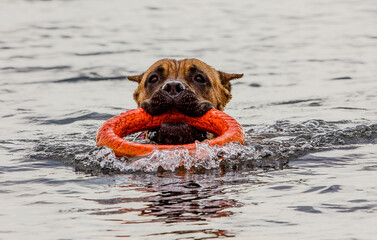 Dog Cane Corso swims in the sea with a ring in his teeth.