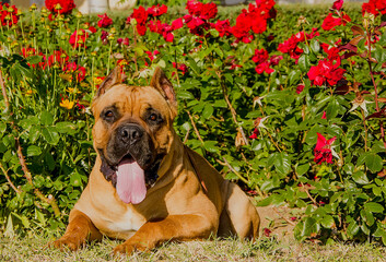 Dog breed Cane Corso on a clear sunny day on a background of red roses.