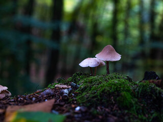 mushrooms in the forest