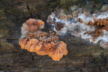 Inedible mushroom Phlebia radiata on the wood. Known as Spreading Phlebia. Wild orange mushroom in the forest.